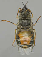 Sivun Odontomyia tigrina (Fabricius 1775) kuva