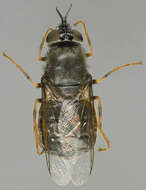 Sivun Odontomyia tigrina (Fabricius 1775) kuva