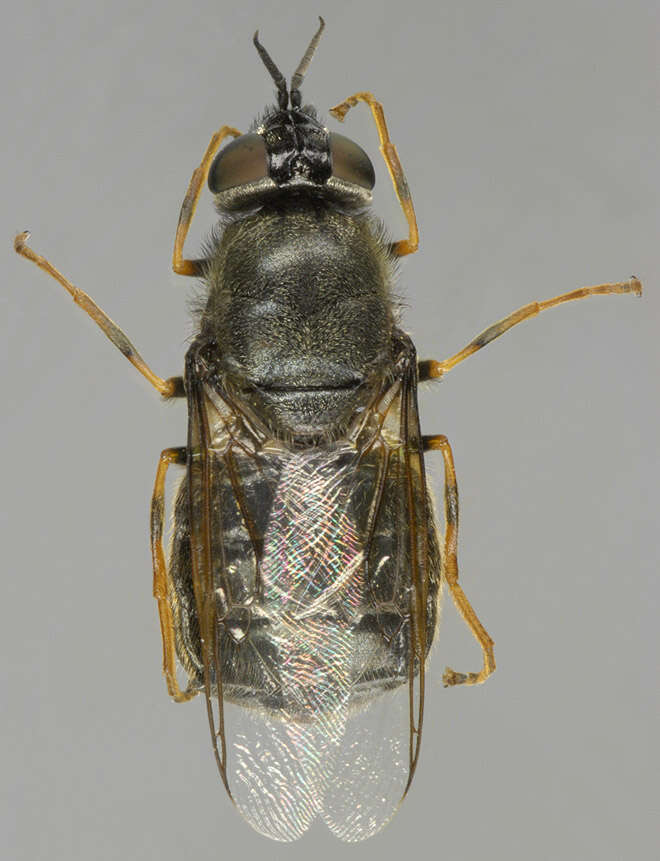 Sivun Odontomyia tigrina (Fabricius 1775) kuva