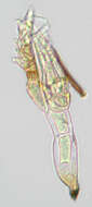 Image of Stigmatomyces majewskii H. L. Dainat, Manier & Balazuc 1974