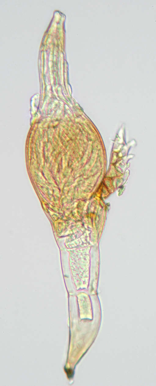 Image de Stigmatomyces majewskii H. L. Dainat, Manier & Balazuc 1974