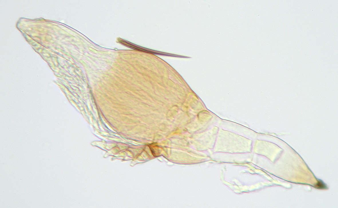 Image de Stigmatomyces majewskii H. L. Dainat, Manier & Balazuc 1974