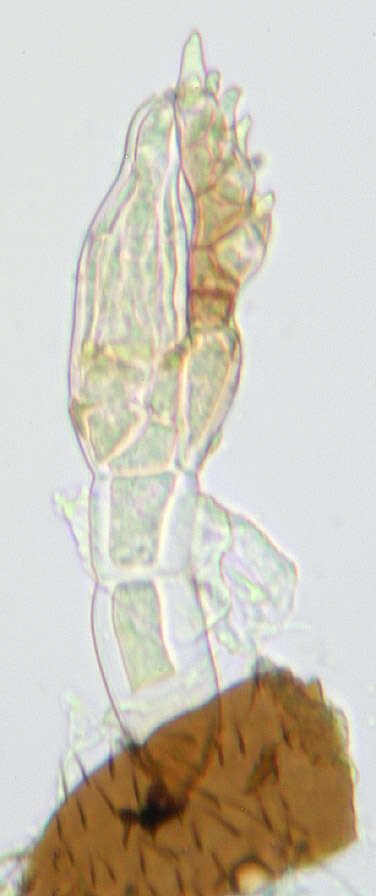 Image of Stigmatomyces majewskii H. L. Dainat, Manier & Balazuc 1974