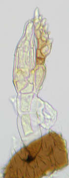 Sivun Stigmatomyces majewskii H. L. Dainat, Manier & Balazuc 1974 kuva