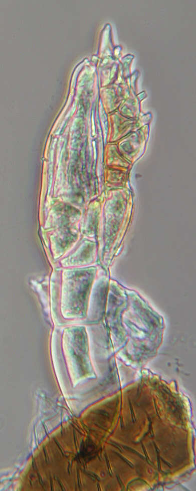 Image of Stigmatomyces majewskii H. L. Dainat, Manier & Balazuc 1974