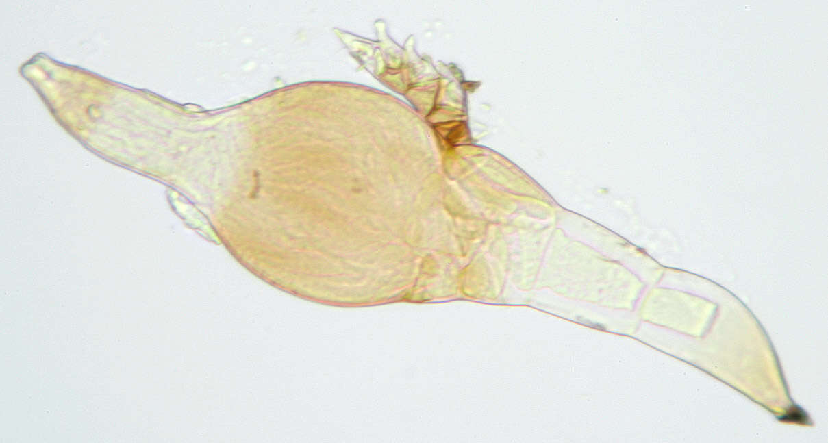 Image of Stigmatomyces majewskii H. L. Dainat, Manier & Balazuc 1974