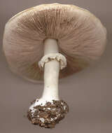 Image of Agaricus moelleri Wasser 1976