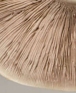 Image of Dark scaled mushroom