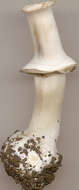 Image of Dark scaled mushroom