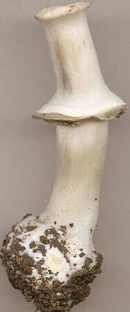 Image of Dark scaled mushroom