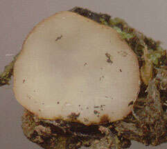 Image of Trichophaea hemisphaerioides (Mouton) Graddon 1960