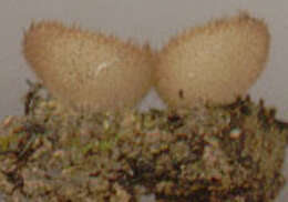Image of Trichophaea hemisphaerioides (Mouton) Graddon 1960