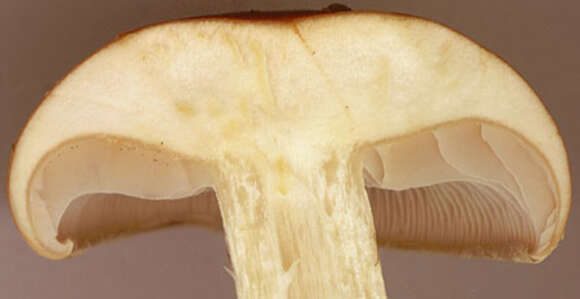 Image of Hypholoma lateritium (Schaeff.) P. Kumm. 1871