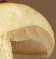 Image of Hypholoma lateritium (Schaeff.) P. Kumm. 1871