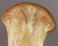 Image of Hypholoma lateritium (Schaeff.) P. Kumm. 1871