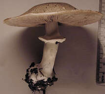 Image of Dark scaled mushroom