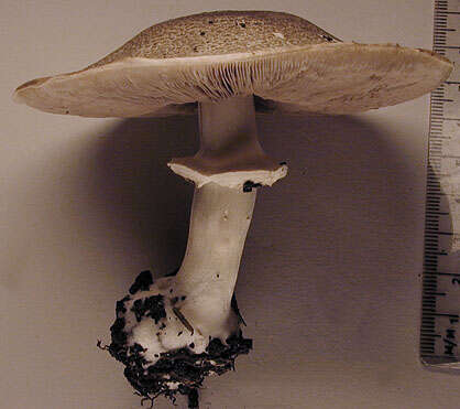 Image of Agaricus moelleri Wasser 1976