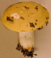 Image of yellow swamp brittlegill