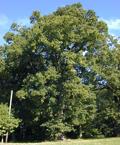 Image of English oak