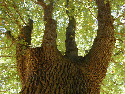 Image of English oak