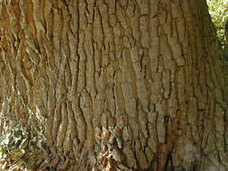 Image of English oak