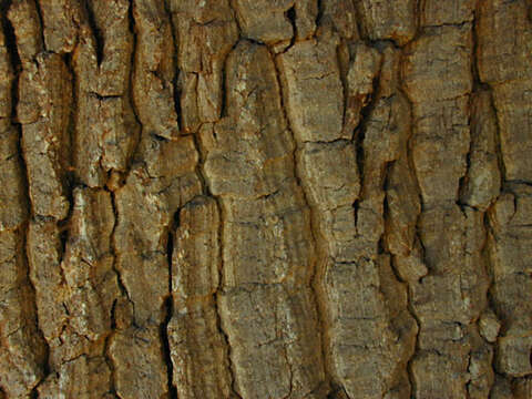 Image of English oak