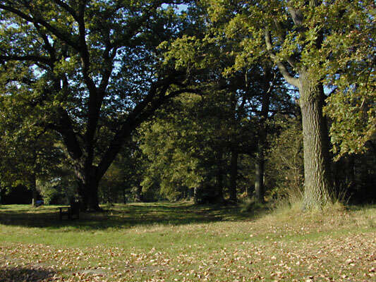 Image of English oak