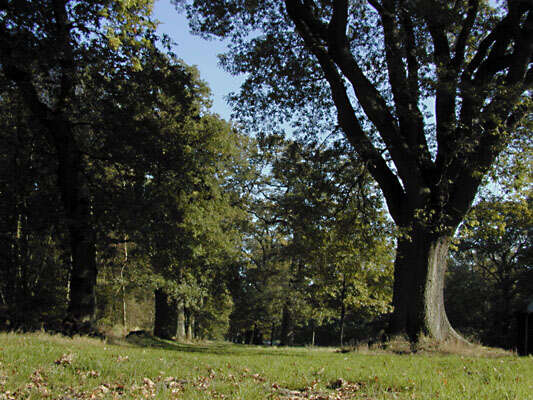 Image of English oak