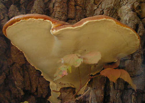 Imagem de Ganoderma resinaceum Boud. 1889