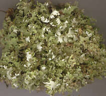 Image of Cladonia foliacea (Huds.) Willd.