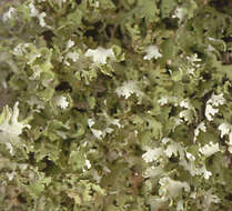 Image de Cladonia foliacea (Huds.) Willd.