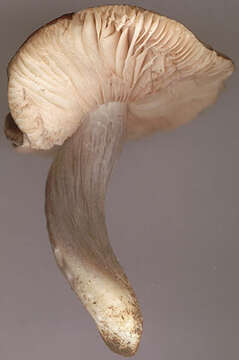 Image of Bloxam's entoloma