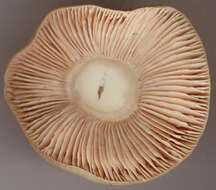 Image of Entoloma prunuloides (Fr.) Quél. 1872