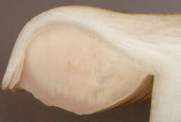 Image of Entoloma prunuloides (Fr.) Quél. 1872