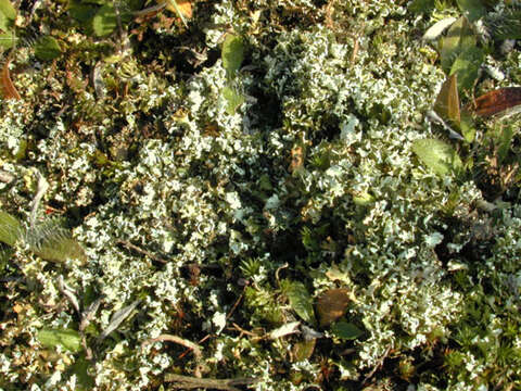 Image of Cladonia foliacea (Huds.) Willd.