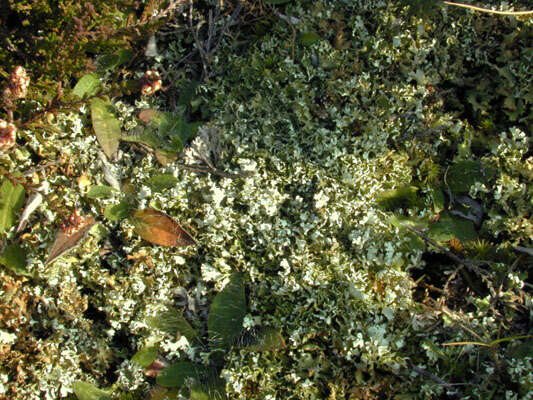 Image de Cladonia foliacea (Huds.) Willd.