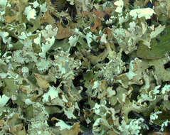 Image of Cladonia foliacea (Huds.) Willd.