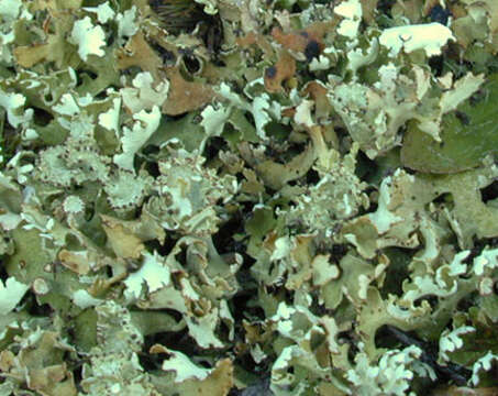 Image de Cladonia foliacea (Huds.) Willd.