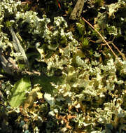 Image de Cladonia foliacea (Huds.) Willd.