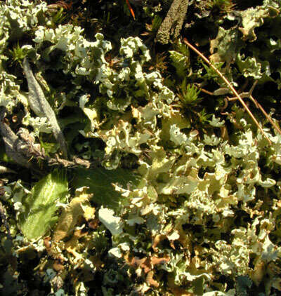 Image de Cladonia foliacea (Huds.) Willd.