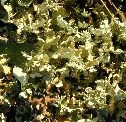 Image of Cladonia foliacea (Huds.) Willd.