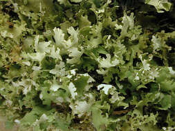 Image of Cladonia foliacea (Huds.) Willd.