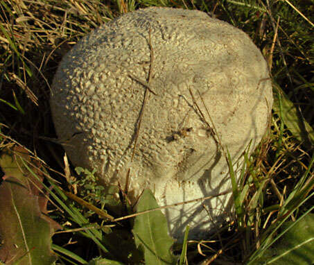 Image of Lycoperdon utriforme Bull. 1791