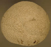 Image of Lycoperdon utriforme Bull. 1791