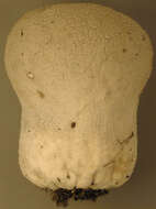 Image of Lycoperdon utriforme Bull. 1791