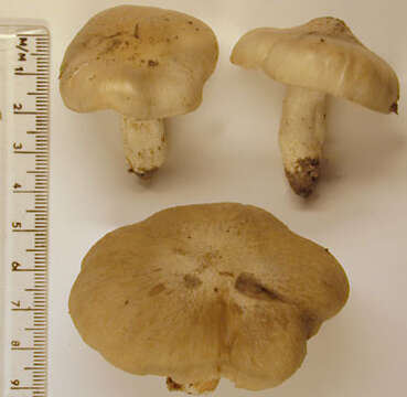 Image of Entoloma prunuloides (Fr.) Quél. 1872