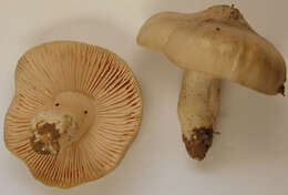 Image of Entoloma prunuloides (Fr.) Quél. 1872