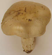 Image of Entoloma prunuloides (Fr.) Quél. 1872