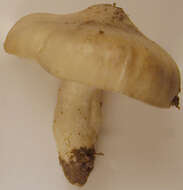 Image of Entoloma prunuloides (Fr.) Quél. 1872