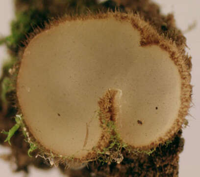 Image of Trichophaea hemisphaerioides (Mouton) Graddon 1960